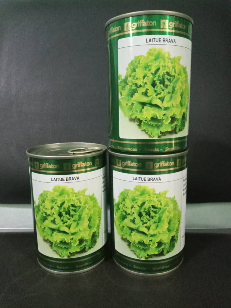 SEMENCES DE LAITUE