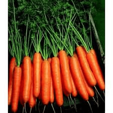 SEMENCES DE CAROTTE