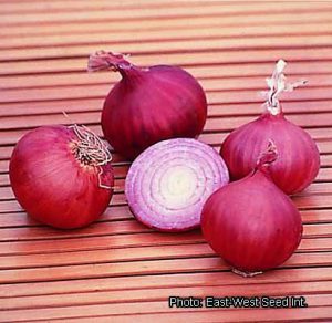 SEMENCES D'OIGNON VIOLET